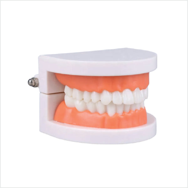 TEETH MODEL - Adore Smile